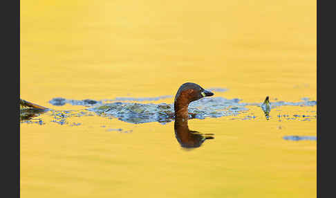 Zwergtaucher (Tachybaptus ruficollis)