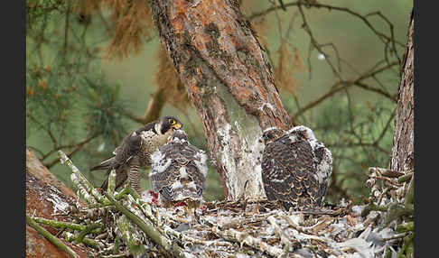 Wanderfalke (Falco peregrinus)