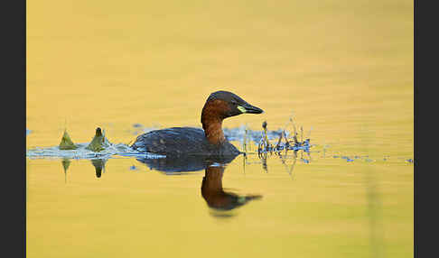 Zwergtaucher (Tachybaptus ruficollis)