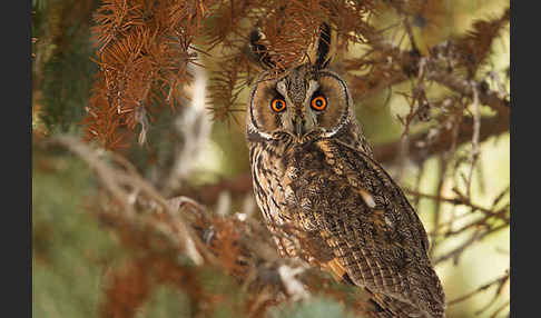 Waldohreule (Asio otus)