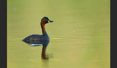 Zwergtaucher (Tachybaptus ruficollis)