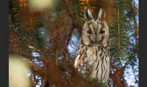 Waldohreule (Asio otus)