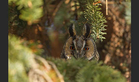 Waldohreule (Asio otus)