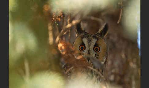 Waldohreule (Asio otus)