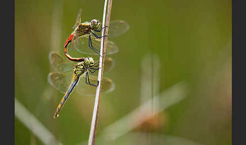 Sumpf-Heidelibelle (Sympetrum depressiusculum)