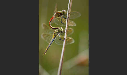 Sumpf-Heidelibelle (Sympetrum depressiusculum)