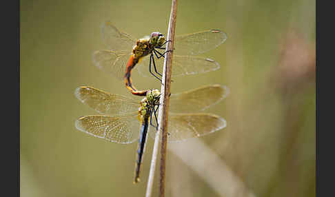 Sumpf-Heidelibelle (Sympetrum depressiusculum)