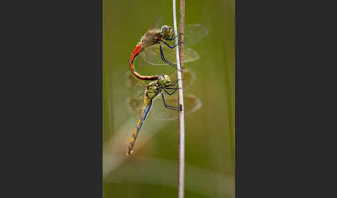 Sumpf-Heidelibelle (Sympetrum depressiusculum)