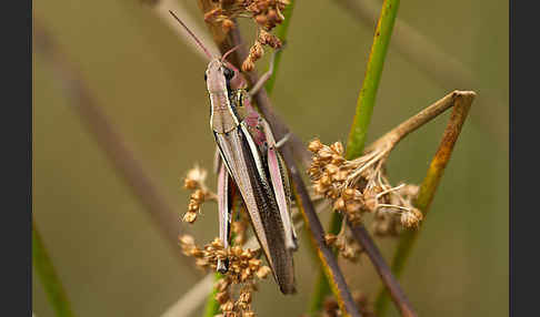 Sumpfschrecke (Stethophyma grossum)