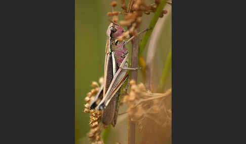 Sumpfschrecke (Stethophyma grossum)