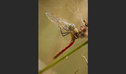 Sumpf-Heidelibelle (Sympetrum depressiusculum)