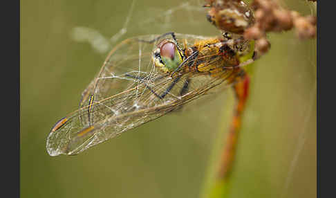 Sumpf-Heidelibelle (Sympetrum depressiusculum)