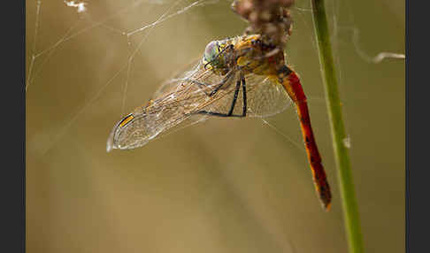 Sumpf-Heidelibelle (Sympetrum depressiusculum)