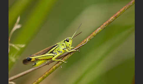 Sumpfschrecke (Stethophyma grossum)