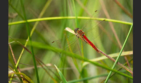 Sumpf-Heidelibelle (Sympetrum depressiusculum)