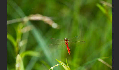 Sumpf-Heidelibelle (Sympetrum depressiusculum)