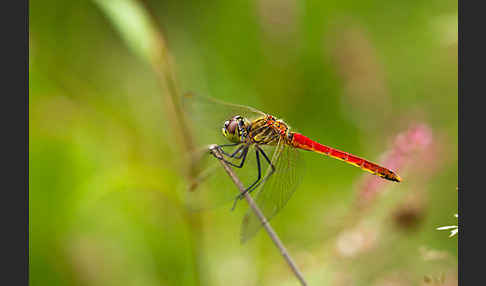 Sumpf-Heidelibelle (Sympetrum depressiusculum)