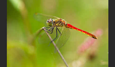 Sumpf-Heidelibelle (Sympetrum depressiusculum)