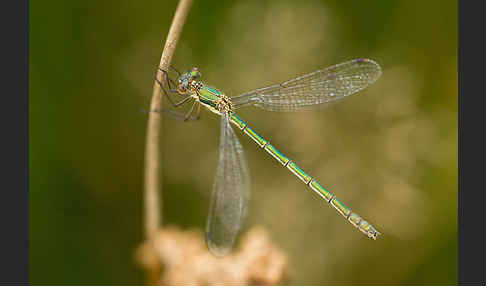 Gemeine Binsenjungfer (Lestes sponsa)