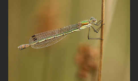 Gemeine Binsenjungfer (Lestes sponsa)