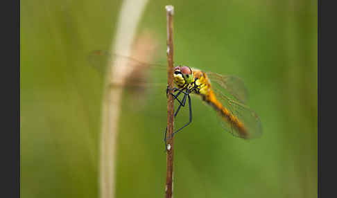 Sumpf-Heidelibelle (Sympetrum depressiusculum)