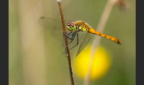 Sumpf-Heidelibelle (Sympetrum depressiusculum)