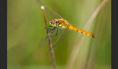 Sumpf-Heidelibelle (Sympetrum depressiusculum)