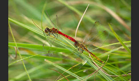 Sumpf-Heidelibelle (Sympetrum depressiusculum)