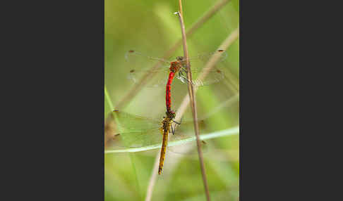 Sumpf-Heidelibelle (Sympetrum depressiusculum)