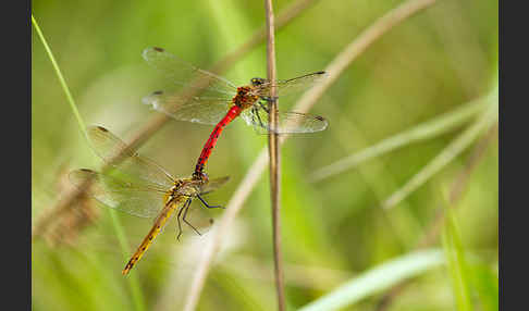 Sumpf-Heidelibelle (Sympetrum depressiusculum)