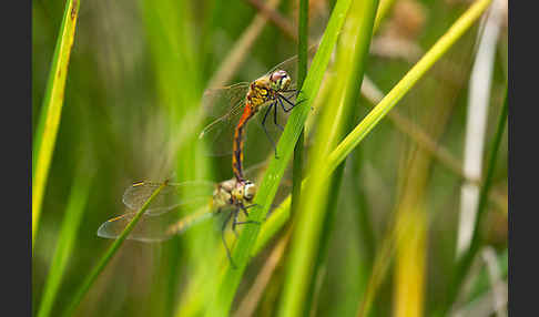 Sumpf-Heidelibelle (Sympetrum depressiusculum)