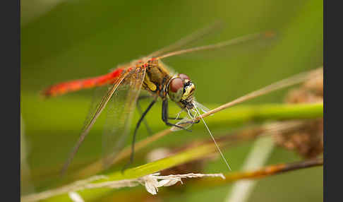 Sumpf-Heidelibelle (Sympetrum depressiusculum)