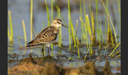 Zwergstrandläufer (Calidris minuta)