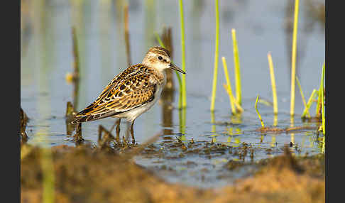 Zwergstrandläufer (Calidris minuta)