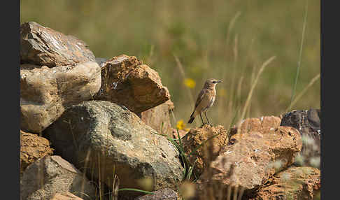 Steinschmätzer (Oenanthe oenanthe)