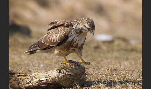 Mäusebussard (Buteo buteo)