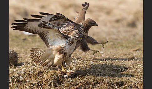 Mäusebussard (Buteo buteo)