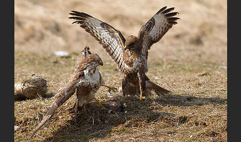 Mäusebussard (Buteo buteo)