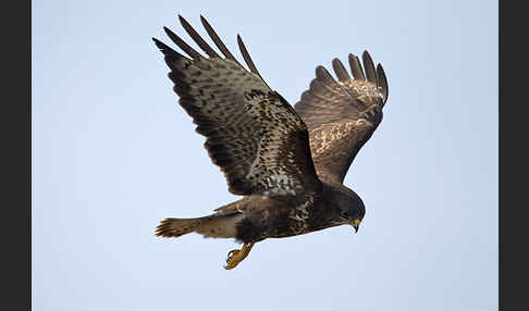 Mäusebussard (Buteo buteo)