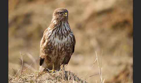 Mäusebussard (Buteo buteo)