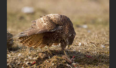 Mäusebussard (Buteo buteo)