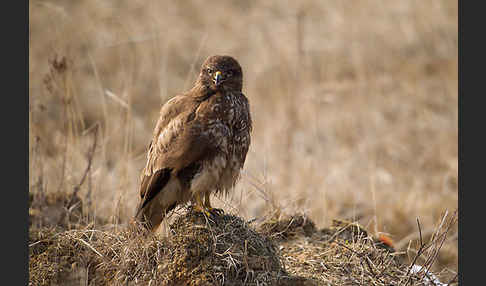 Mäusebussard (Buteo buteo)