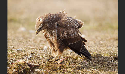 Mäusebussard (Buteo buteo)