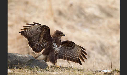 Mäusebussard (Buteo buteo)