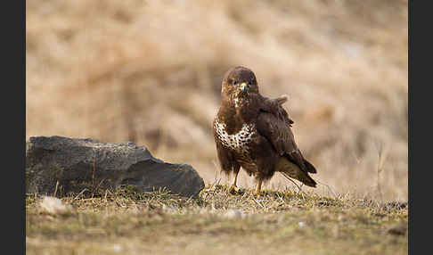 Mäusebussard (Buteo buteo)