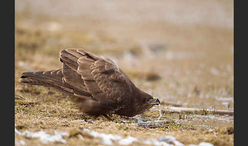 Mäusebussard (Buteo buteo)