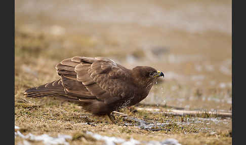 Mäusebussard (Buteo buteo)