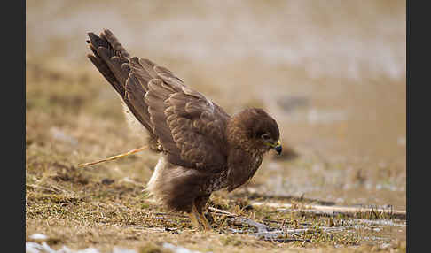 Mäusebussard (Buteo buteo)