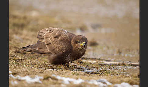 Mäusebussard (Buteo buteo)