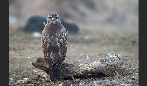 Mäusebussard (Buteo buteo)